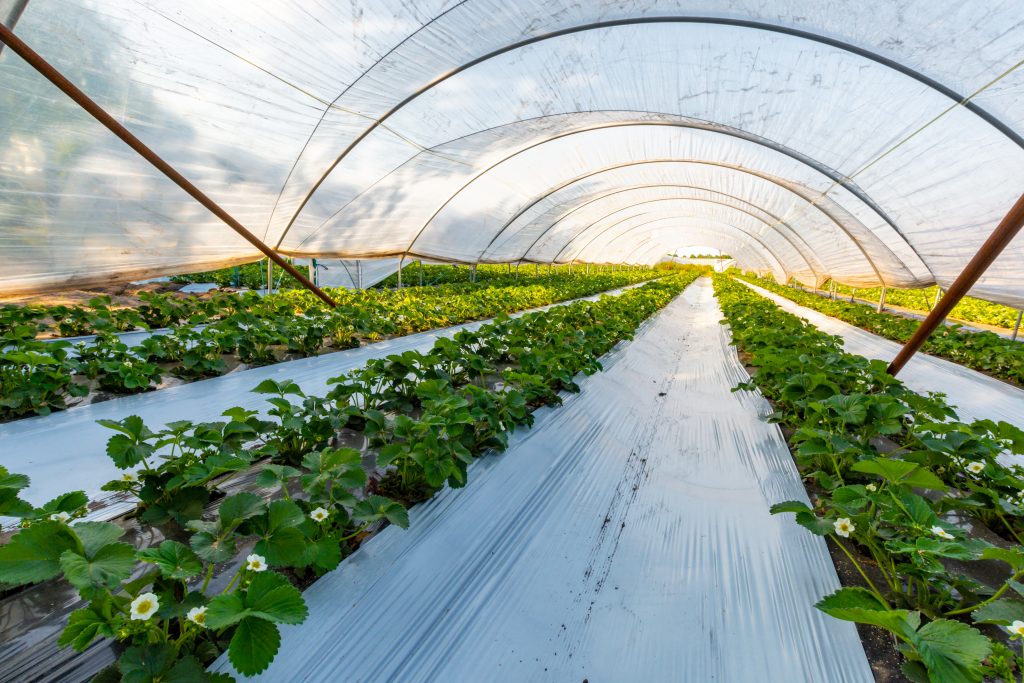 Green House Plastic: Everything You Need to Know for Effective Gardening